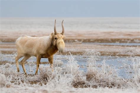 Saiga Antelope: A Conservation Triumph and Ongoing Challenges | Saiga Conservation Alliance