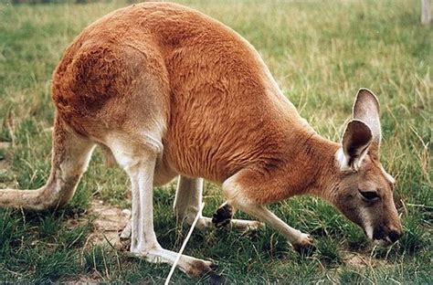 Red Kangaroo | Animal facts, Australia animals, Red kangaroo