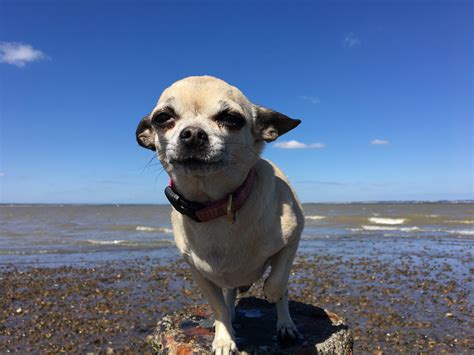 Dog Friendly Properties — Whitstable Holiday Homes