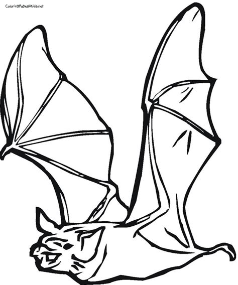 Realistic Bat Coloring Pages at GetColorings.com | Free printable ...