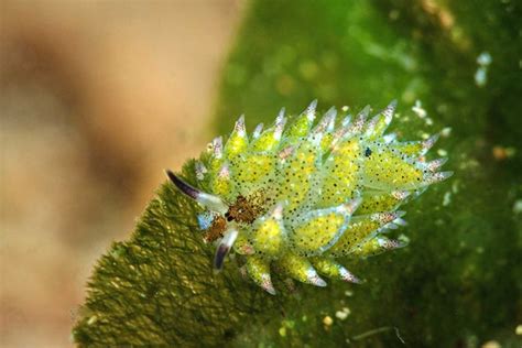 Amazing sea slug eats so much algae it can ‘photosynthesize’