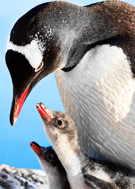 51 Baby Penguin Photos, Videos, and Facts That'll Have You Saying "Awwww!!" | Everywhere Wild