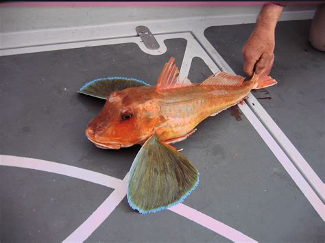 Tub Gurnard - British Wildlife Wiki