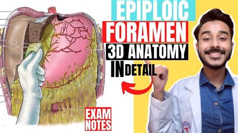 epiploic foramen anatomy 3d | foramen of winslow anatomy | omental foramen anatomy - YouTube