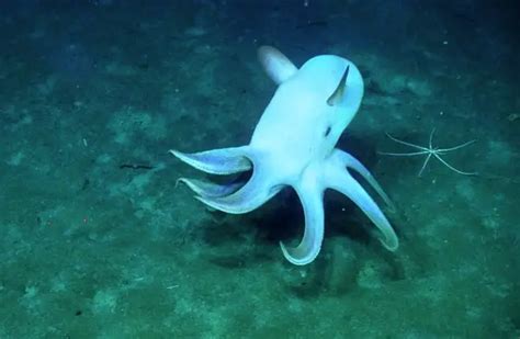 Dumbo Octopus - Description, Habitat, Image, Diet, and Interesting Facts