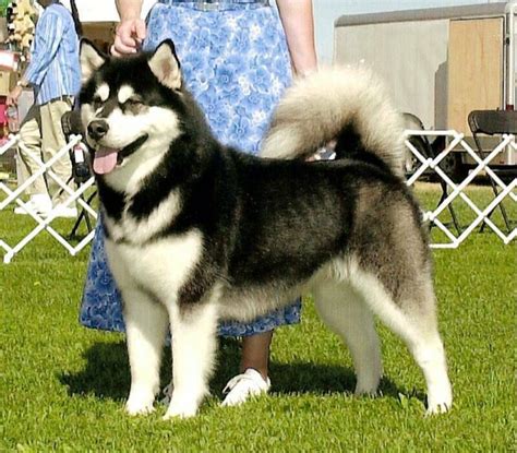 malcoatcolor in 2023 | Alaskan malamute, Malamute, Arctic mammals