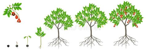 Cycle of Growth of a Blighia Sapida Tree on a White Background. Stock ...