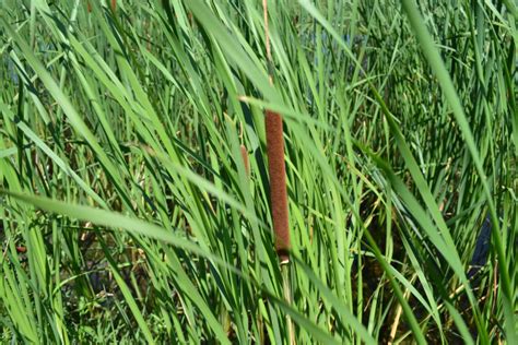 Cattail in Pond - Green Thumb Advice