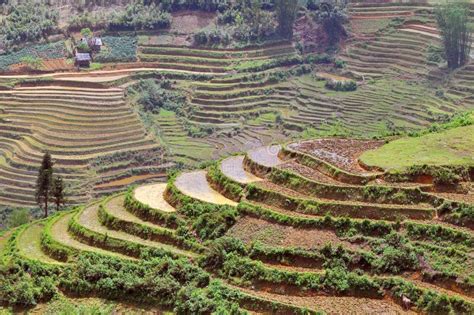 Vietnam, Sapa, Rice Terraces of Sapa Vietnam Stock Photo - Image of vietnamese, fields: 171720640