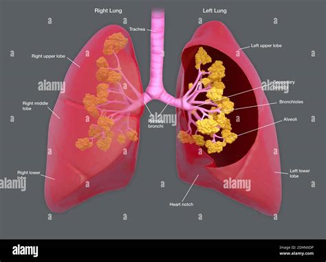 Annotated illustration of human lungs. The lungs transport oxygen into the body through ...