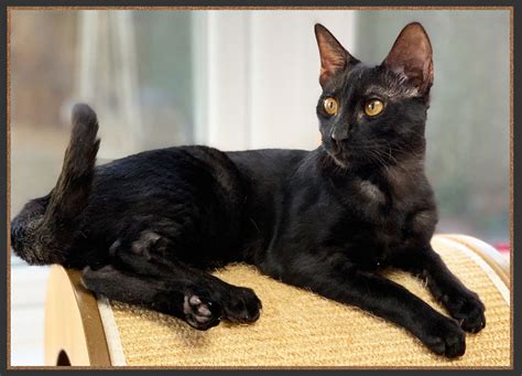 The Savannah Cat Colours: Black Smoke