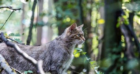 Wildcat habitat | Wildcat in Austria