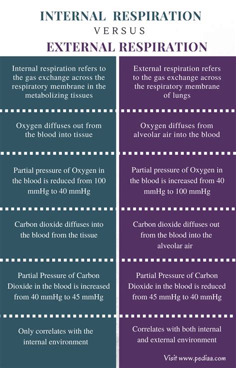 Difference Between Internal and External Respiration | Definition ...