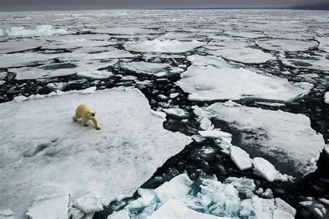 Polar Bears in Iceland | Exodus Travels