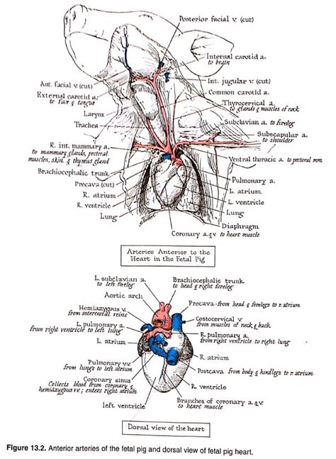 Fetal Pig Diagram Labeled