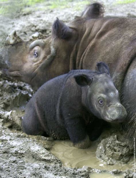 Baby Sumatran Rhino » GagDaily News