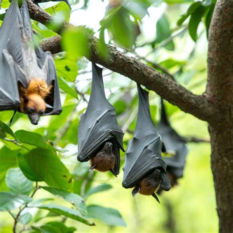 What’s Going On With All the Bats in Central Park? - iLovetheUpperWestSide.com