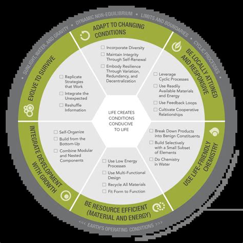 The Biomimicry Life's Principles Explained