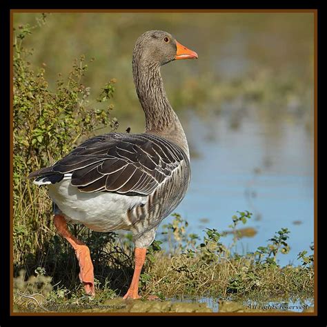 Greylag geese, in for winter... | Focusing on Wildlife