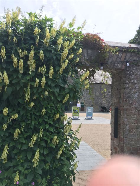 Pin by Susan Elizabeth Witte on Ireland Malahide Castle | Butterfly house, Yard, Entrance