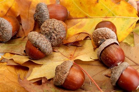 Brown acorns on autumn leaves, close up — Stock Photo © belchonock #15843427