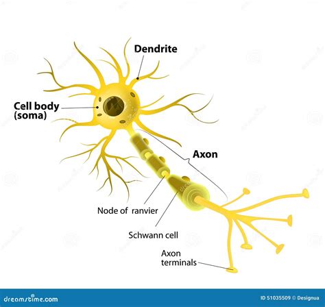 Motor Neuron, Detailed and Accurate, Labeled Stock Vector - Illustration of care, nerve: 51035509