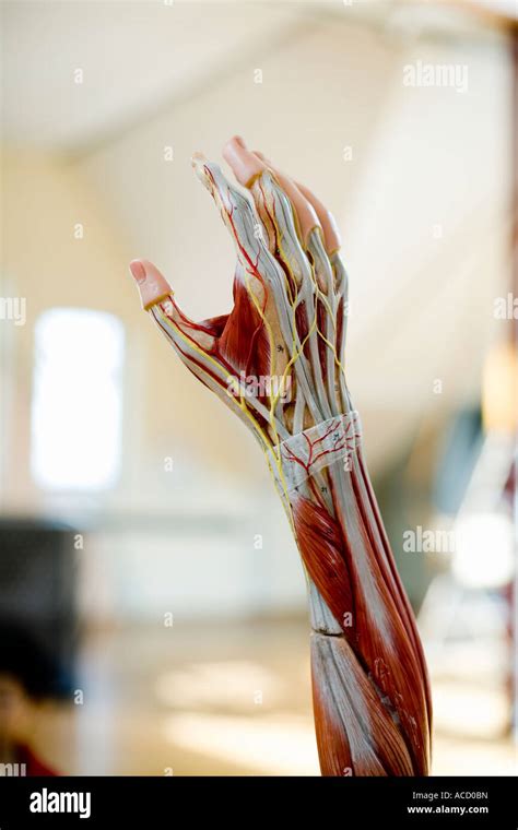 Anatomical model of an arm Stock Photo - Alamy