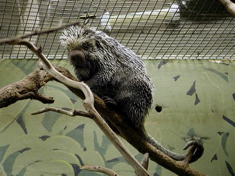 Prehensile-tailed Porcupine | Prehensile-tailed Porcupine Co… | Flickr