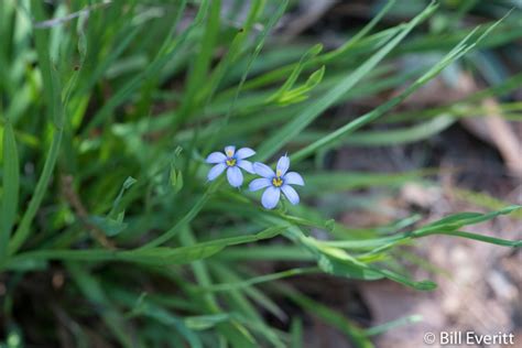 Blue-eyed Grass | the Intown Hawk