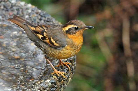 female varied thrush perched on a bird bath - Birds Photo (36100479 ...