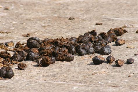 Claims That Horse Manure Is Toxic Are…Well, Horse Manure | HORSE NATION