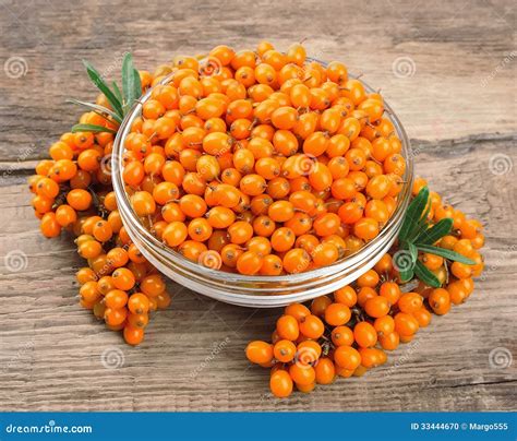 Sea Buckthorn Berries Stock Photo - Image: 33444670