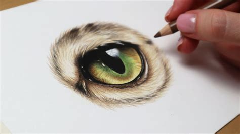 How to draw a realistic cat eye in coloured pencil | Step by step tutorial - YouTube