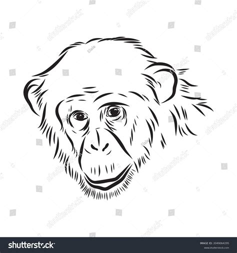 Hand Drawn Sketch Style Illustration Monkey Stock Vector (Royalty Free ...