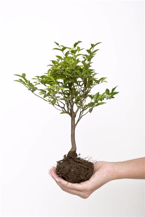 Ask the Expert When Planting New Trees