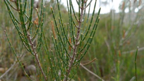 Allocasuarina nana branchlets | Dwarf She-oak, Allocasuarina… | Flickr