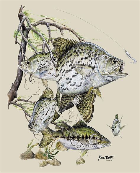 Crappie Drawing at PaintingValley.com | Explore collection of Crappie Drawing