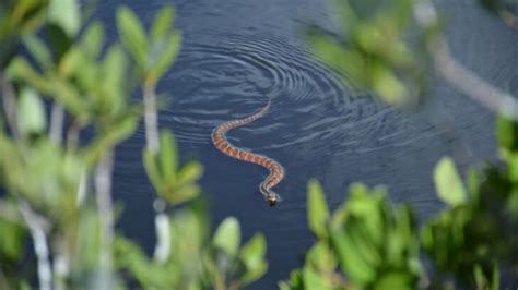 Can Corn Snakes Swim? (And Do They Like Water?) - Fur, Wings, & Scaly Things