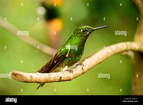 Cocora valley humming bird hi-res stock photography and images - Alamy