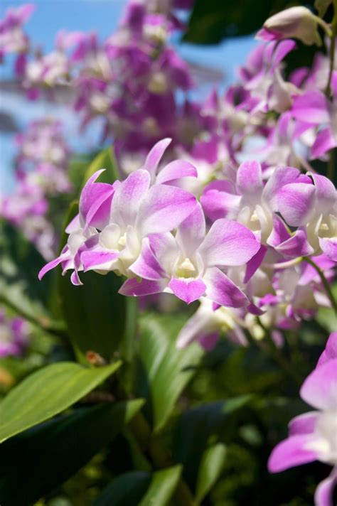 Blooming Hawaiian Orchids of the Month Club orchids each month