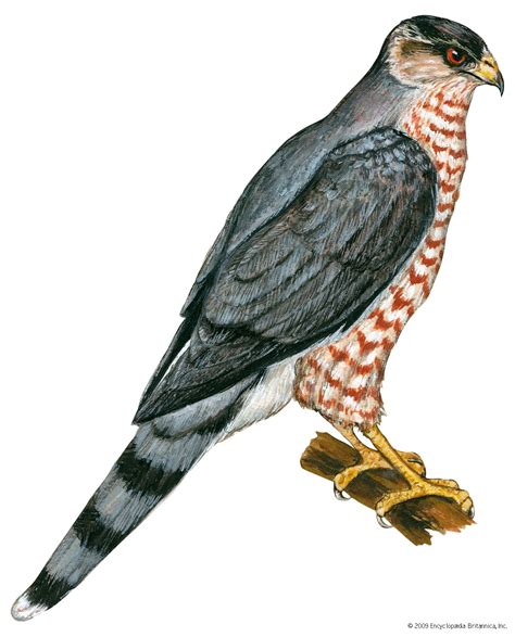 Cooper’s hawk | bird | Britannica