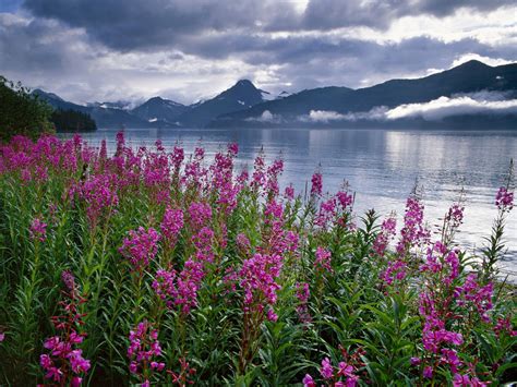 Fireweed, Kenai Fjords National Park, Alaska | Kenai fjords national park, Kenai fjords ...