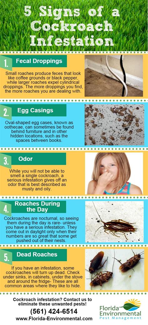 5 Signs of a Cockroach Infestation