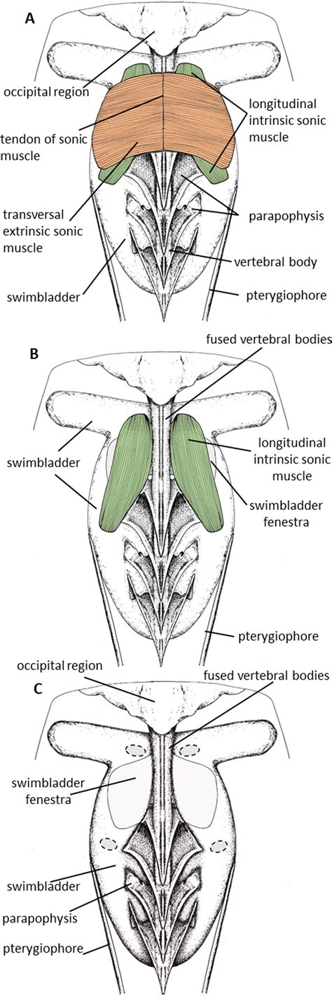 Dorsal views showing the sound producing apparatus in Ostracion ...