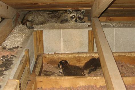 How To Tell What Kind of Animal is in My Attic