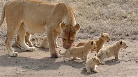 Brave Lion Mother Protects Her 6 Cubs from Predators! (Video)