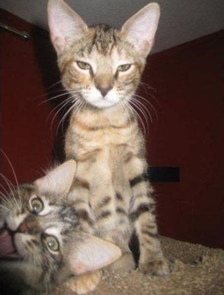 Hilarious Animal Photobombs (23 pics) - Izismile.com