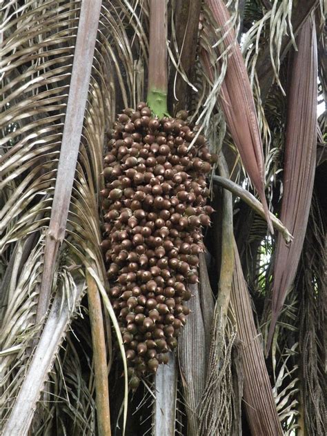 Dreamer Farm Belize: Cohune - The survival tree