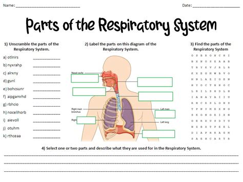 Parts of the Respiratory (Breathing) System Worksheet | Teaching Resources