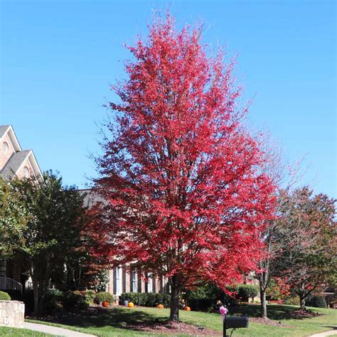 Celebration Maple Trees for Sale – FastGrowingTrees.com Red Maple Tree ...